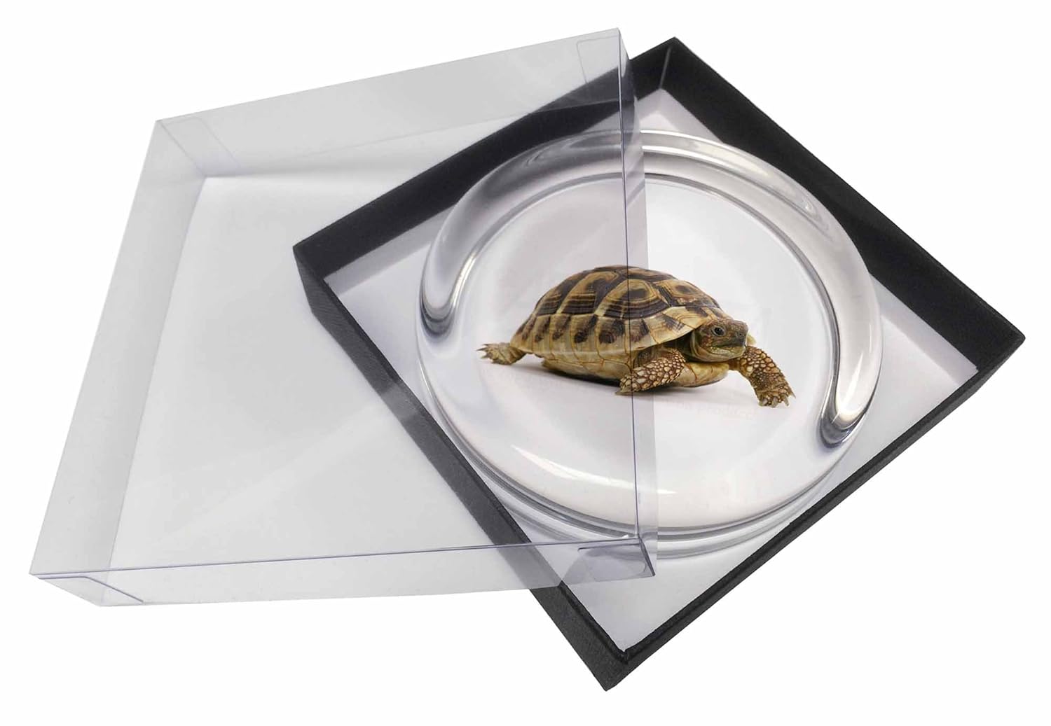 AR-T16PW A Cute Tortoise Glass Paperweight in Gift Box Christmas Present