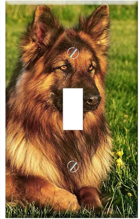 triple coat german shepherd