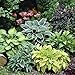 Mixed Hosta Value Bag - 6 Bareroot Plants