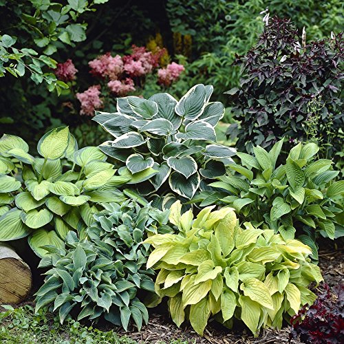 Mixed Hosta Value Bag - 6 Bareroot Plants Mixed Hosta Value Bag - 6 Bareroot Plants