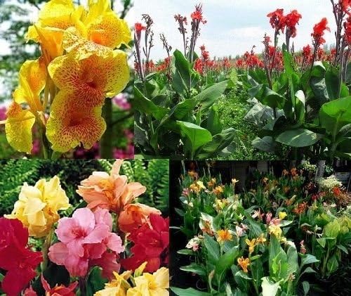 500 SEEDS MIXED COLOURS CANNA INDICA LILY Ground or Pond plants + FREE PHYTO Flower Fresh & Viable From Garden