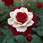 20 Rare Twin Red & White Rose Seeds – Non-GMO Heirloom Seeds for Stunning Garden Blooms