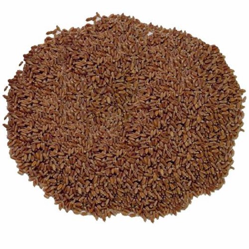 Todd's Seeds Hard Red Wheatgrass 5 Lb's Sprouting Wheat Grass