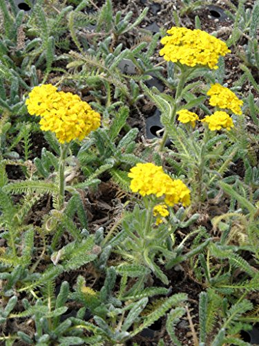 N NORA TWIPS Dachbegrünungspaket Steinrosenflur für 5 m² – Bild 5