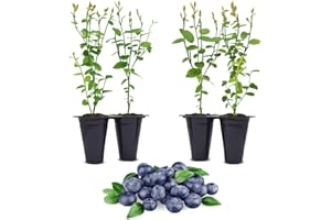 FAM PLANTS Blueberry Plant Jewel Live for Sale (4 Pack) | Easy to Grow Plants | Edible Fruit Plant for Sustainable Living | Grow Your own Food on Your Edible Organic Garden| Live for Planting| No Seeds