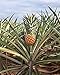 Food to Live Dried Diced Pineapple (Sweetened, Unsulfured, Bulk) (2 Pounds)