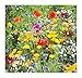 Western Wildflower Seed Mix - Annuals and Perennials, Sun and Partial Shade