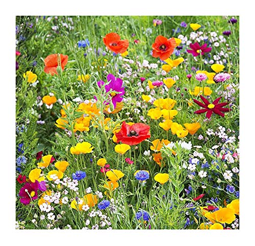 Western Wildflower Seed Mix - Annuals and Perennials, Sun and Partial Shade