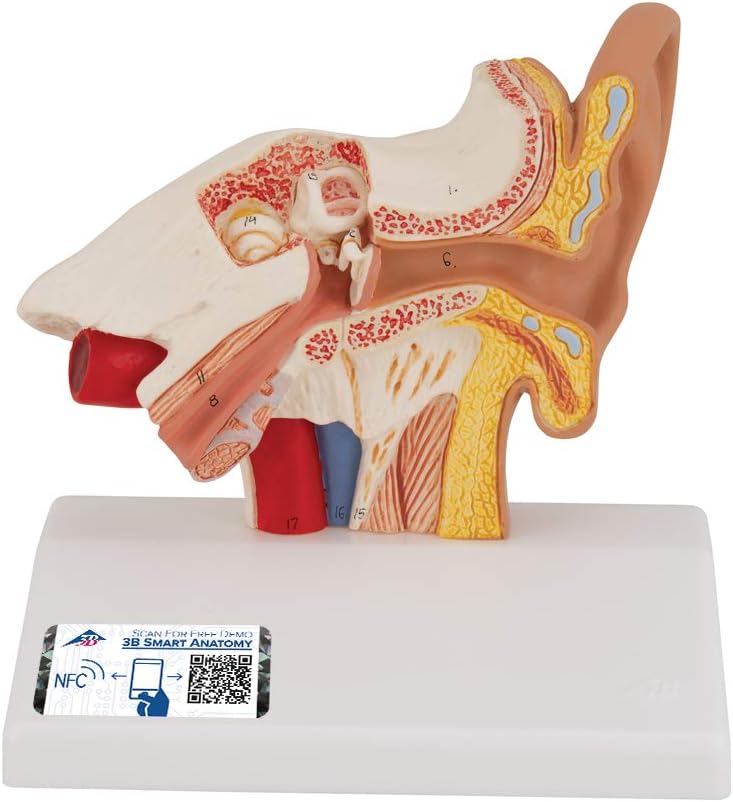 3B ScientificE12 Desktop Ear Model 1.5x life size - 3B Smart Anatomy