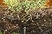 WATERHOOP Portable Water Sprinkler and Irrigation System - Easily Water Trees, Outdoor Plants, Flower Beds & Shrubs - Durable, Adjustable, & Lasts Longer Than a Soaker Hose, Small