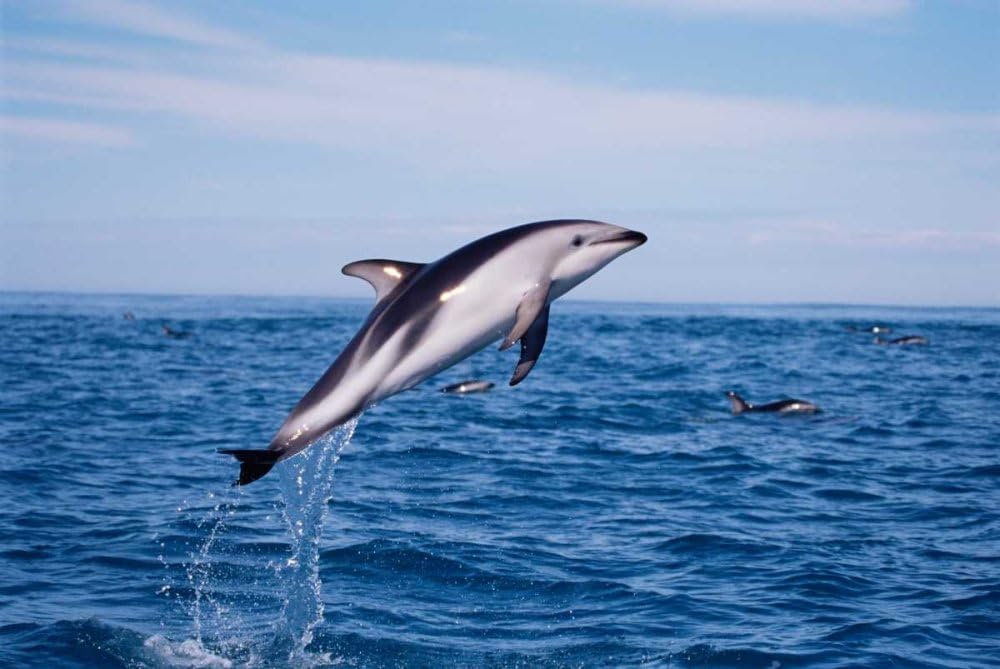 Amazon Com Posterazzi Dusky Dolphin Leaping Kaikoura New Zealand