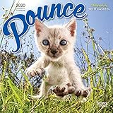 Pounce 2020 7 x 7 Inch Monthly Mini Wall Calendar, Cats Pouncing by 