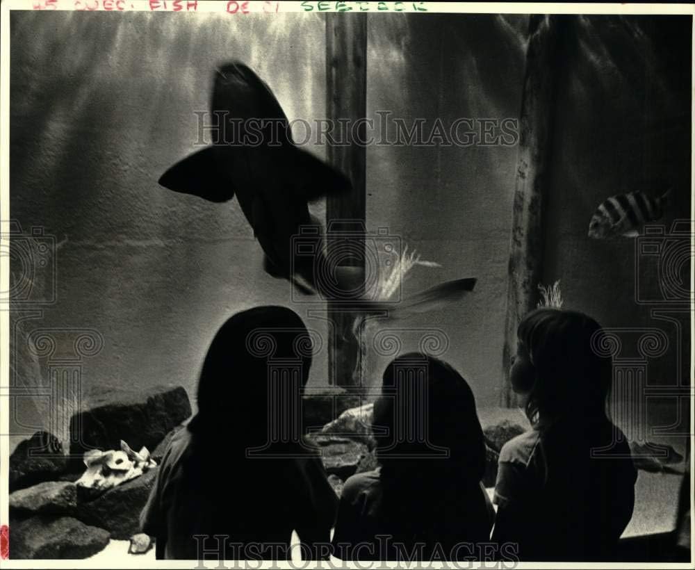 Historic Images - 1987 Press Photo Three Girls Watching Nurse Shark Swim at Wildlife & Fisheries