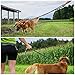 Treat4Pet Premium Hands Free Dog Leash for Running, Comfortable Waistbelt & Adjustable Length! Reflective Stitching & Control Handle. Retractable Shock Absorbing Bungee for up to 150 lbs Large Dogs.