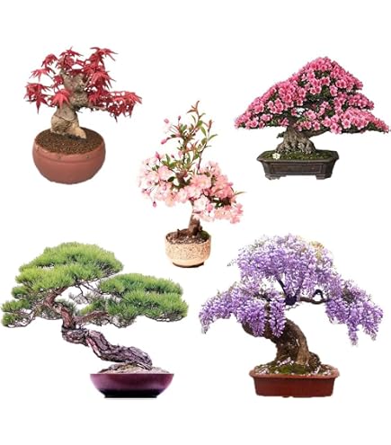 30pcs Australian Tea Tree Seeds Melaleuca Alternifolia Seeds Flower Bonsai  Plant Home Garden Plant DIY : Amazon.ca: Patio, Lawn & Garden