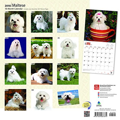 Maltese 2018 12 x 12 Inch Monthly Square Wall Calendar with Foil Stamped Cover, Animals Small Dog Breeds Pet (Multilingual Edition)
