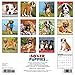 Just Boxer Puppies 2017 Wall Calendar (Dog Breed Calendars)