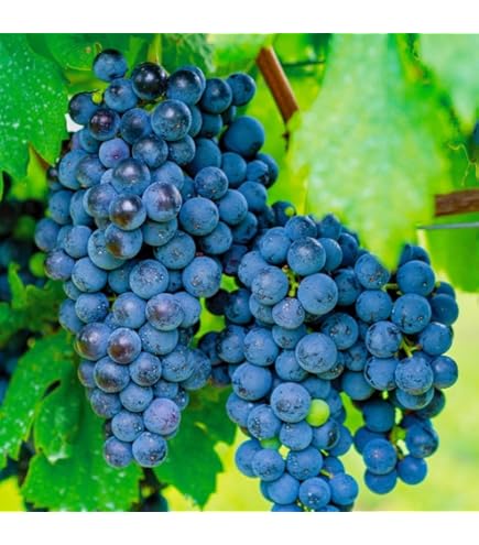 grape Grape Z Strain - Hybrid Cannabis Review, 19.98% THC,5.08mg/g Beta