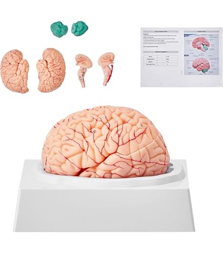 Brain Model QWORK 3D Human - Laser Etched Crystal Glass Cube ...