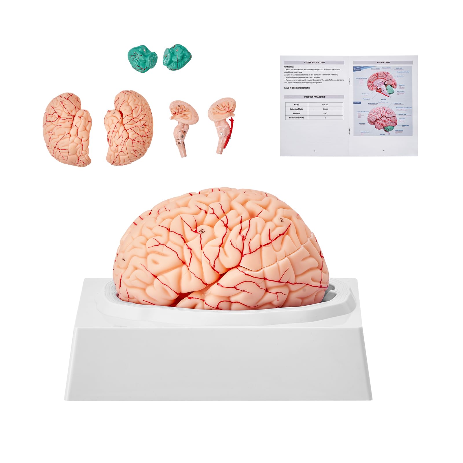 Photo 1 of VEVOR Human Brain Model Anatomy 9-Part Model of Brain Life Size Human Brain Anatomical Model w/Display Base & Color-Coded Artery Brain Teaching Anatomy of Brain for Science Classroom Study Display