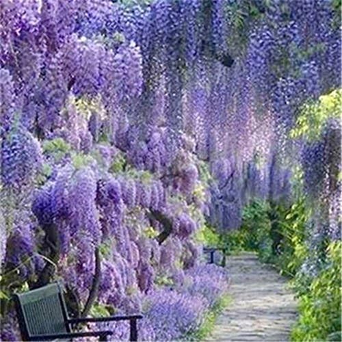 20 PCS Wisteria Tree Seed,Climbing Plant Seeds Chinese Blue Purple