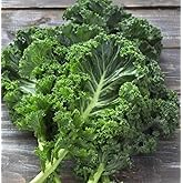 200+ White Russian Kale Seeds for Planting - Heirloom Non-GMO | Brassica napus