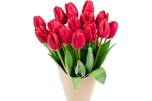 Stargazer Barn - 15 Stem Red Tulips (Vase Not Included) - Fresh Flowers for Delivery - Gift for Anniversary, Birthday, Congratulations, Get Well, Graduation, Sympathy