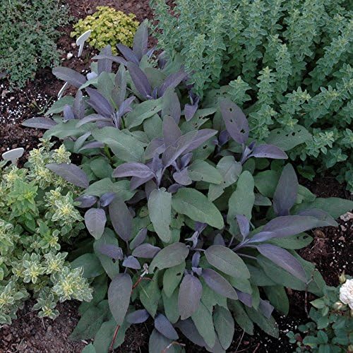Herb Selection (Purple Sage), Culinary Herbs, Fresh, Organic, Home Grown, Healthy
