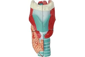 Model of Human Larynx,Detachable 5 Parts,2X Enlarged Human Throat Model,Shows Details Vocal Folds and Respiratory Tract,for S