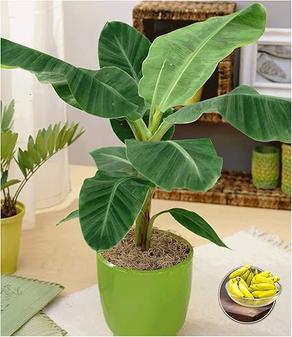 BALDUR-Garten Musa Banana Tropicana;1 Pflanze