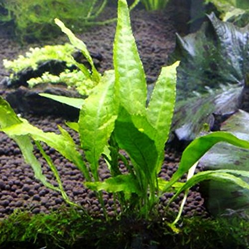 Mainam Java Fern Microsorum Pteropus Potted Freshwater Easy Tropical Live Aquarium Plant Decorations 3 Days Guarantee