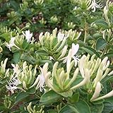 Adarl 100pc/Package White Honeysuckle Seeds Ornamental Plants Seeds Courtyard Garden With Flower Seeds Professional Pack