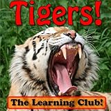 Tigers! Learn About Tigers And Learn To Read - The Learning Club! (45+ Photos of Tigers)