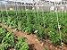 growbiggerplants RollerHook Tomato and Vine Crop Trellis, Metal (50 Pack) - EBook Included
