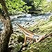 Legit Camping - Double Hammock - Lightweight Parachute Portable Hammocks for Hiking , Travel , Backpacking , Beach , Yard . Gear Includes Nylon Straps & Steel Carabiners