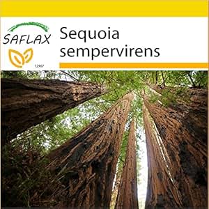 SAFLAX - Set de cultivo - Secuoya roja - 50 semillas - Sequoia