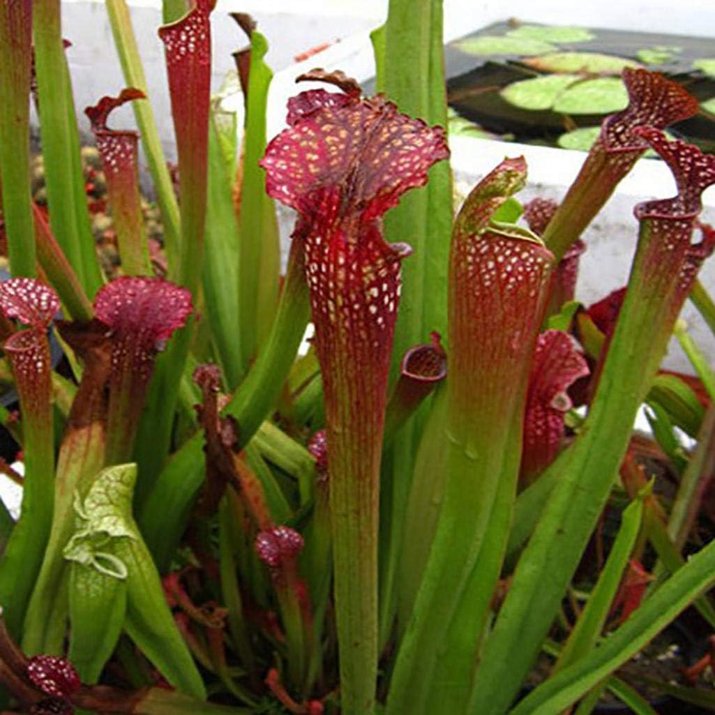 Dserw 120Pcs Nepenthes Seed Potted Carnivorous Plant Flower Capture Insect Bonsai Garden Balcony Garden Potted Plant