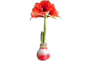 Costa Farms Amaryllis Live Plant in Bulb, Easy to Maintain Flowering Indoor Houseplant, Perfect for Christmas, Holiday Room Decor, Great House Warming or Birthday Gift