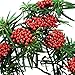 BBTO Artificial 200 Pack Holly Christmas Berries on 100 Wire Stems 8 mm Fake Berries for Christmas Tree Decorations Wreath Craft Wedding Party Favor (Red)