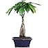 Brussel's Money Tree Bonsai - Small - (Indoor)