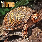 Turtles 2016 Wall Calendar