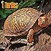 Turtles 2016 Wall Calendar