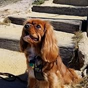 royal canin cavalier king charles review