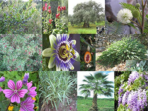 Portal Cool White Mimosa 20 Seeds/Seeds: 10 Seeds Variety 'Myrtle Hollyhock Mimosa Lentisco Caper Mallow Olive Palm Wisteria