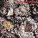 Icicle Works