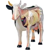 4D Cow Anatomy Model, Animal Skeleton Specimen, Detachable Biology, 29 Parts for Pet Clinic Veterinary TrainingSchool Teaching Demonstration