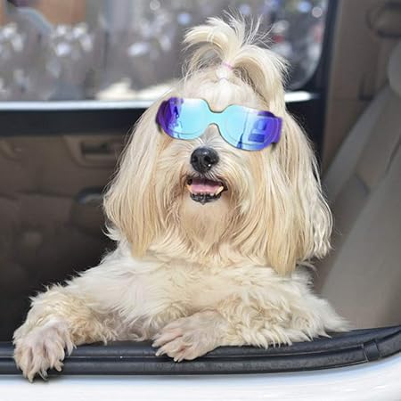small dog goggles amazon
