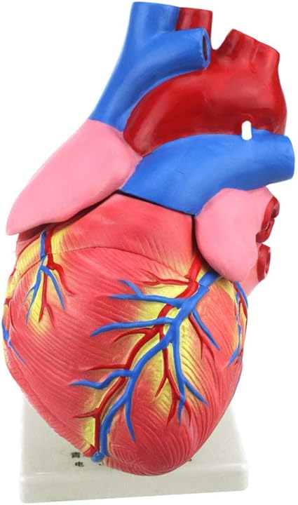 model of heart with clay