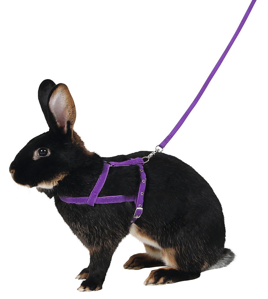 Kerbl Shoulder Harness Agility with Leash, Medium, 2 m