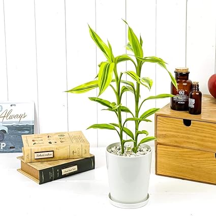 Amazon Co Jp 観葉植物 ドラセナ サンデリアーナ ゴールデン 4号鉢 受け皿付き 育て方説明書付き Dracaena Sanderiana Golden 銀葉千年木 ホーム キッチン Amazon Co Jp 観葉植物 ドラセナ サンデリアーナ ゴールデン 4号鉢 受け皿付き 育て方説明書付き Dracaena Sanderiana Golden 銀葉千年木 ホーム キッチン
